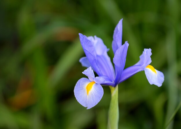 Iris malva