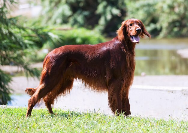 Irish Setter