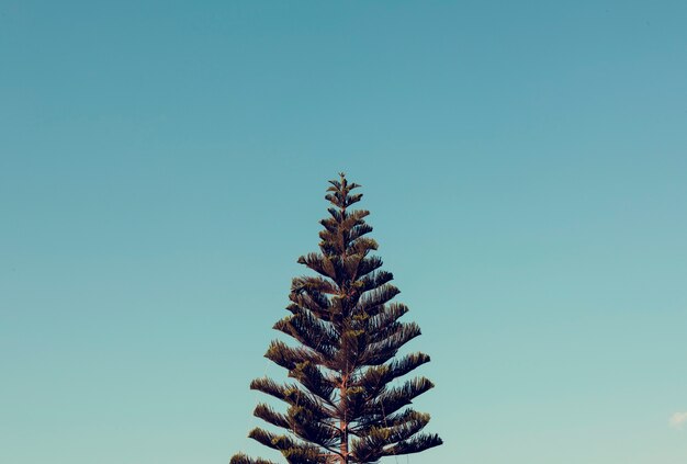 Isla Norfolk Pine Tree con Sky View