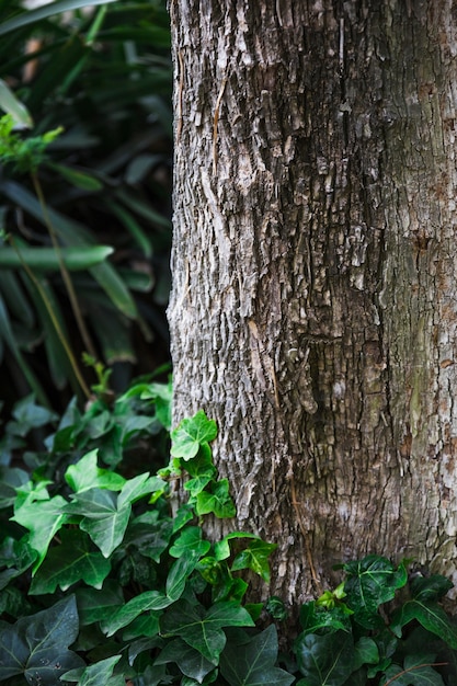 Ivy crece cerca del tronco del árbol