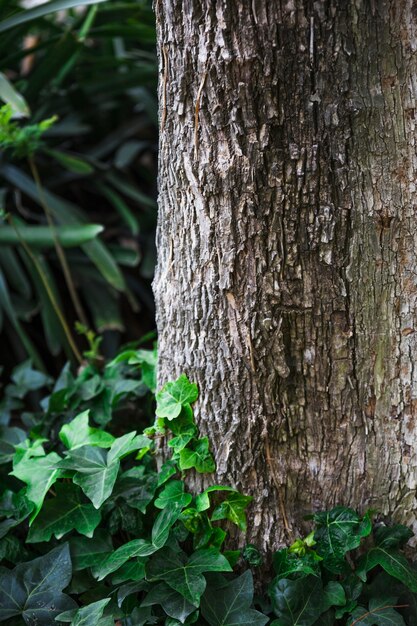 Ivy crece cerca del tronco del árbol