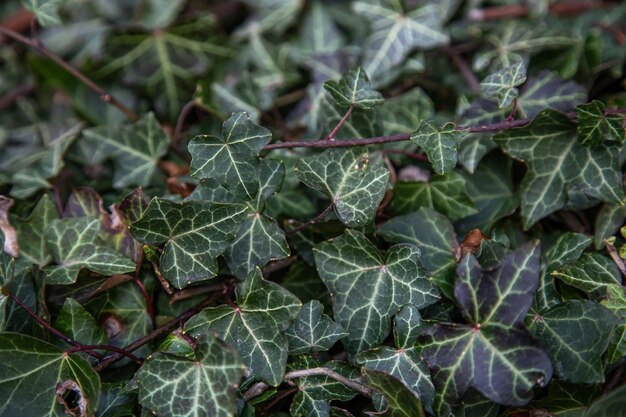 Ivy textura escalada hiedra closeup fondo natural