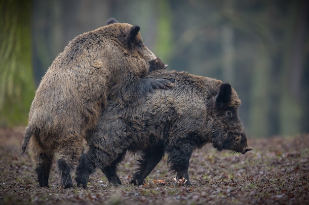 jabalí en el hábitat natural animal peligroso en el bosque república checa naturaleza sus scrofa