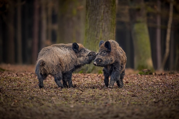 Foto gratuita jabalí en el hábitat natural animal peligroso en el bosque república checa naturaleza sus scrofa