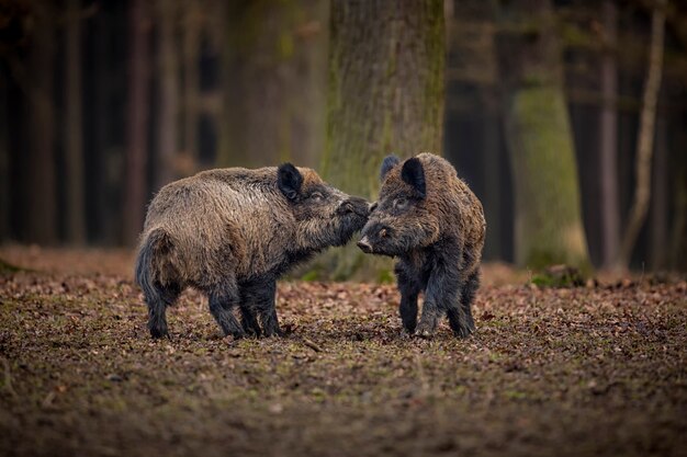 jabalí en el hábitat natural animal peligroso en el bosque república checa naturaleza sus scrofa