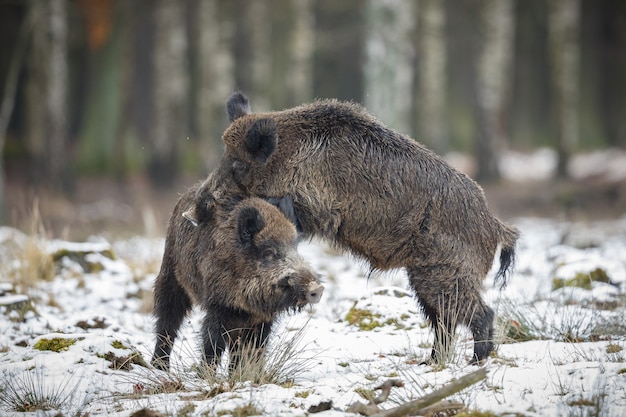 Foto gratuita jabalí en el hábitat natural animal peligroso en el bosque república checa naturaleza sus scrofa