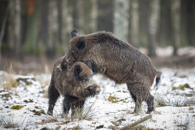 jabalí en el hábitat natural animal peligroso en el bosque república checa naturaleza sus scrofa