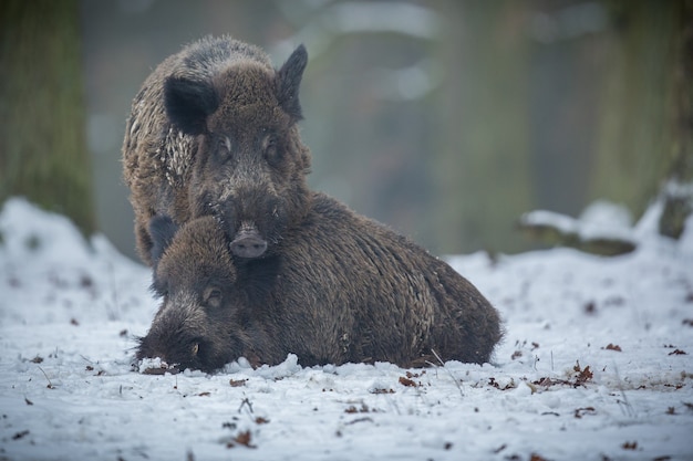 Foto gratuita jabalí en el hábitat natural animal peligroso en el bosque república checa naturaleza sus scrofa