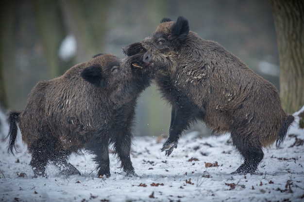 jabalí en el hábitat natural animal peligroso en el bosque república checa naturaleza sus scrofa