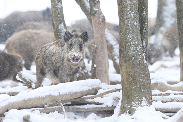 Jabalí en el hábitat natural. Jabalí europeo. Sus scrofa.