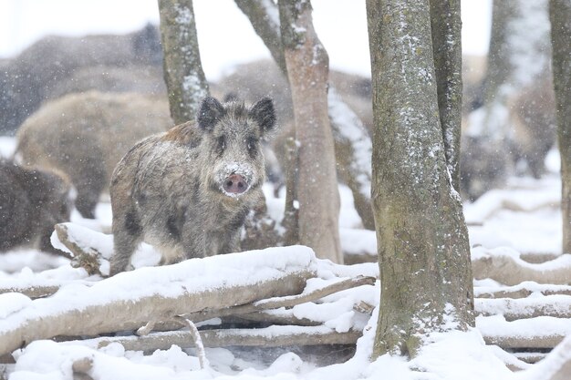 Jabalí en el hábitat natural. Jabalí europeo. Sus scrofa.