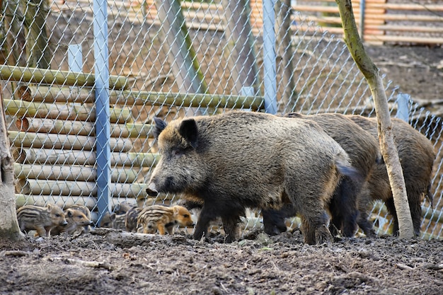 Foto gratuita jabalí con jóvenes. animal en el bosque