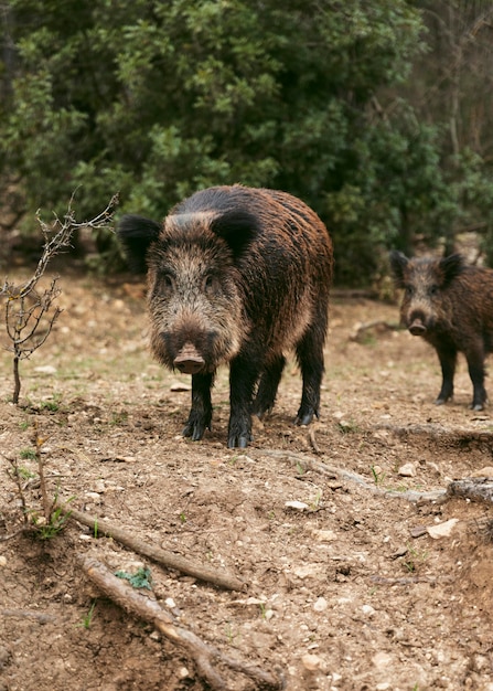 Jabalíes en la naturaleza