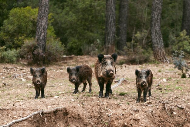 Jabalíes en la naturaleza