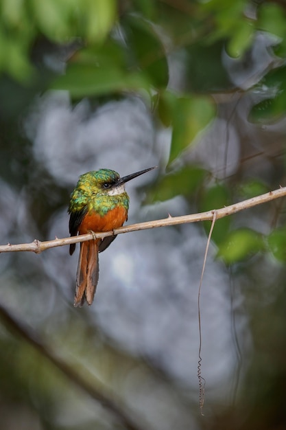 Jacamar rufoustailed sobre un árbol en el hábitat natural