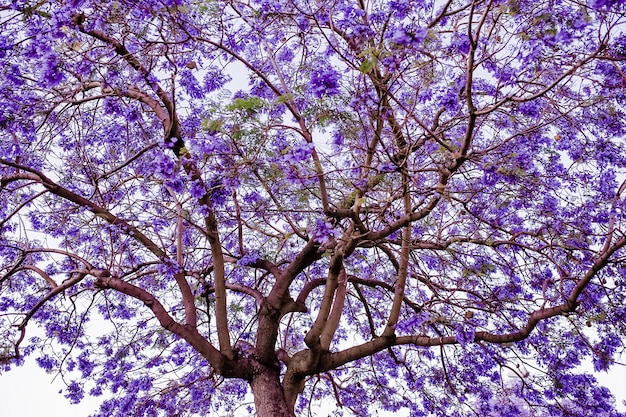 Jacaranda árbol de flor púrpura