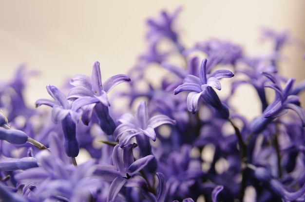 Jacinto de jardín holandés común (Hyacinthus Orientalis) Close Up. Flores macrois del orientalis de Hyacinthus, bulbos del jacinto del jardín, fondo del bokeh. Hyacinthus flor en blanco