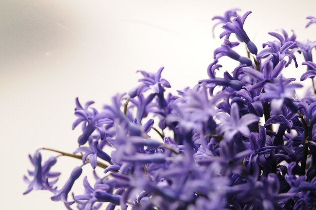 Jacinto de jardín holandés común (Hyacinthus Orientalis) Close Up. Flores macrois del orientalis de Hyacinthus, bulbos del jacinto del jardín, fondo del bokeh. Hyacinthus flor en blanco