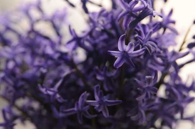 Jacinto de jardín holandés común (Hyacinthus Orientalis) Close Up. Flores macrois del orientalis de Hyacinthus, bulbos del jacinto del jardín, fondo del bokeh. Hyacinthus flor en blanco