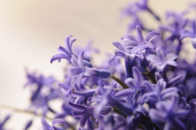 Jacinto de jardín holandés común (Hyacinthus Orientalis) Close Up. Flores macrois del orientalis de Hyacinthus, bulbos del jacinto del jardín, fondo del bokeh. Hyacinthus flor en blanco