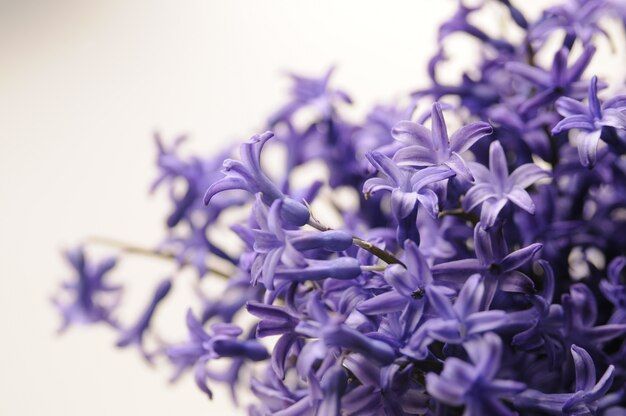 Jacinto de jardín holandés común (Hyacinthus Orientalis) Close Up. Flores macrois del orientalis de Hyacinthus, bulbos del jacinto del jardín, fondo del bokeh. Hyacinthus flor en blanco