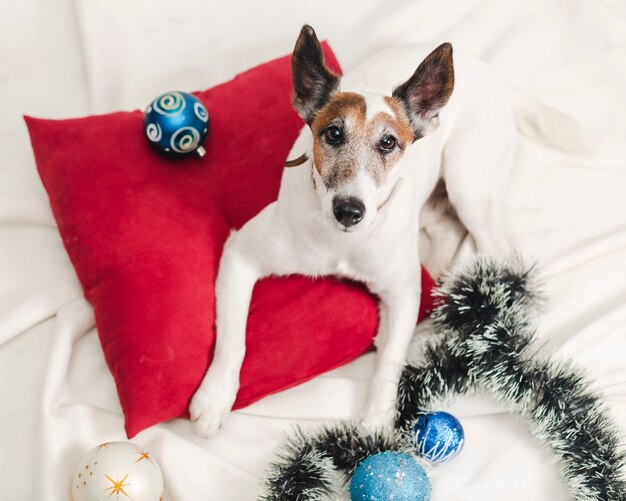 Jack russel con decoración navideña