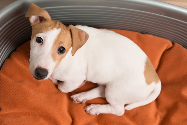 Jack russell terrier acostado en la cama del perro