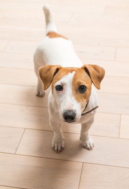 Foto gratuita jack russell terrier en casa