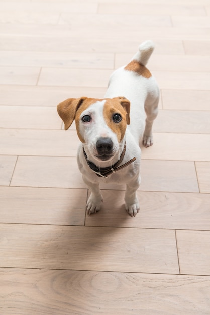 Foto gratuita jack russell terrier en casa