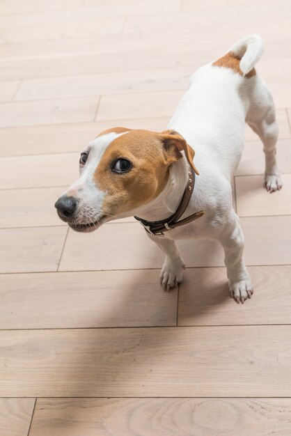 Jack Russell Terrier en casa