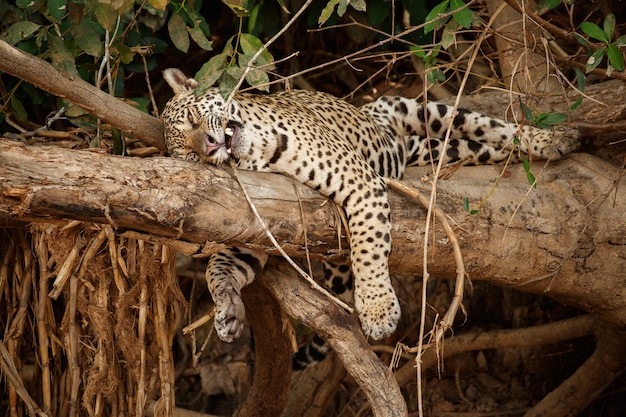 Foto gratuita jaguar americano en el hábitat natural de la jungla sudamericana