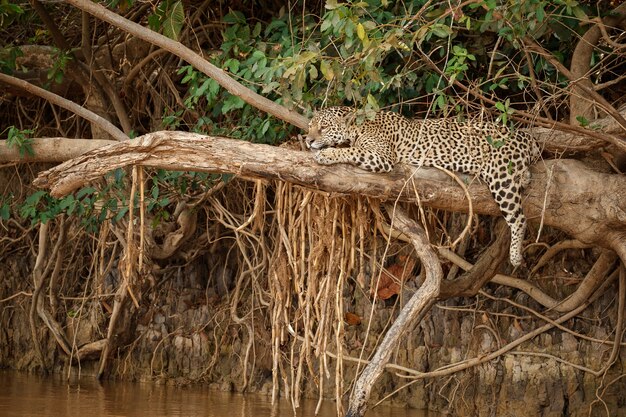 Jaguar americano en el hábitat natural de la jungla sudamericana