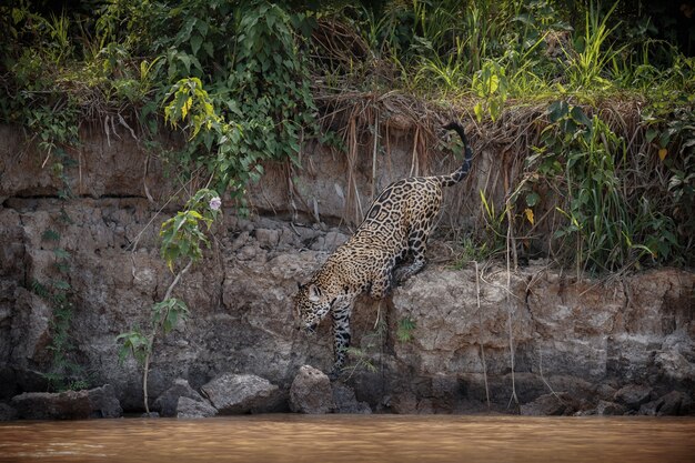 Jaguar americano en el hábitat natural de la jungla sudamericana