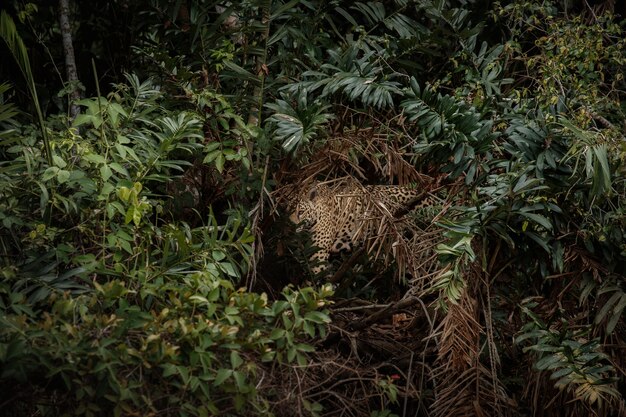 Jaguar americano en el hábitat natural de la jungla sudamericana