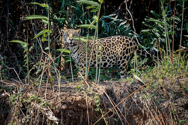 Foto gratuita jaguar americano en el hábitat natural de la jungla sudamericana