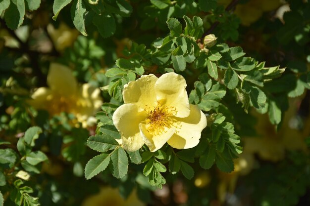 Jardín con un bonito rosal amarillo en flor.