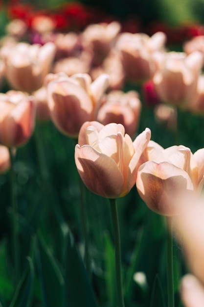 Jardín botánico hermoso del jardín de flores de tulipán