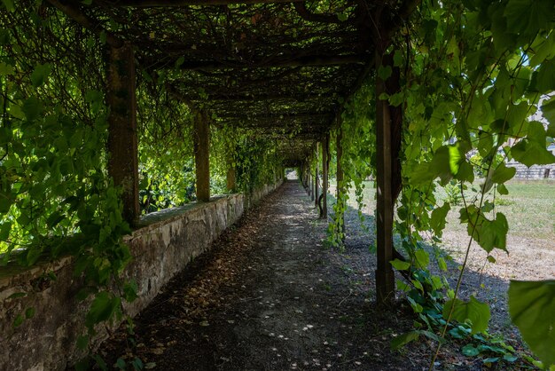 Jardín del Convento de Cristo rodeado de vegetación bajo la luz del sol en Tomar en Portugal