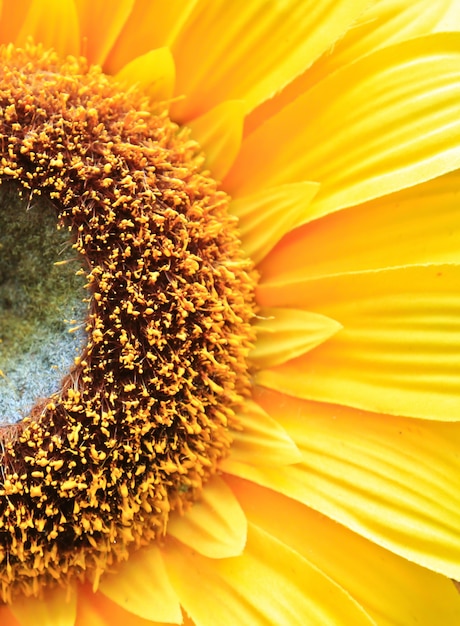 jardín de flor amarillo ronda orgánica