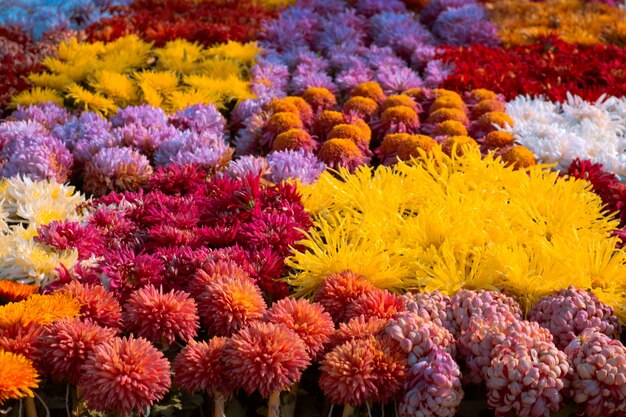 Jardín con flores coloridas