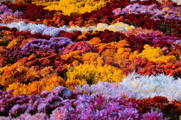 Jardín con flores coloridas