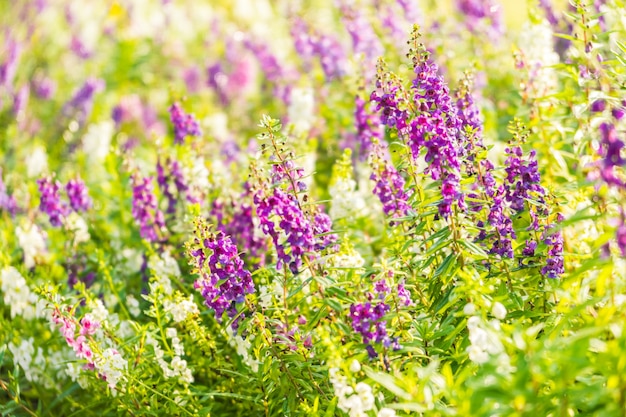 Jardín de flores de lavanda