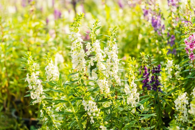 Jardín de flores de lavanda