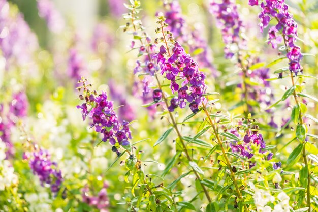 Jardín de flores de lavanda