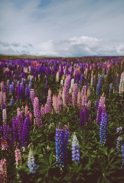 Jardín de lavanda en Nueva Zelanda bajo un cielo nublado con un fondo borroso