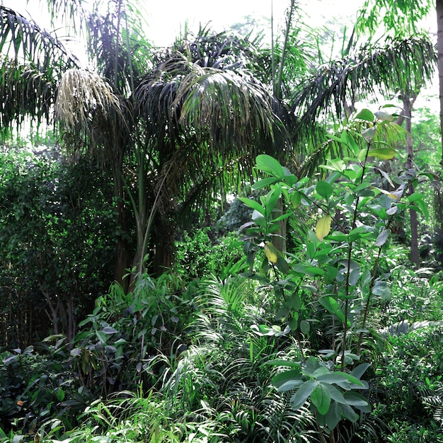 Foto gratuita jardín de naturaleza deja fondo