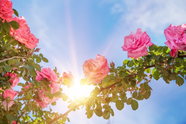 Jardín de rosas sobre el cielo.