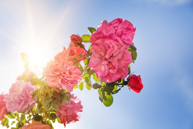 Jardín de rosas sobre el cielo.