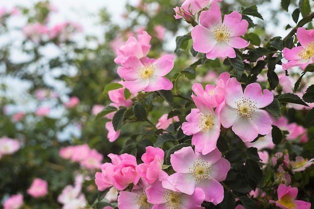 Jardín de rosas sobre verde.