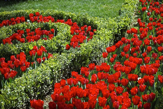 Jardín con rosas